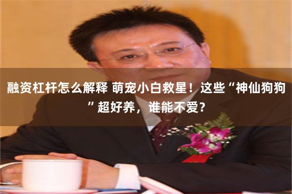 融资杠杆怎么解释 萌宠小白救星！这些“神仙狗狗”超好养，谁能不爱？